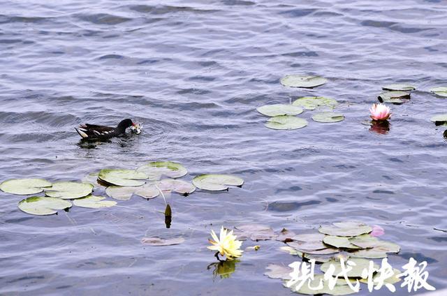 “白露”到“秋老虎”蹦跶的日子没几天了CQ9电子 CQ9传奇(图3)