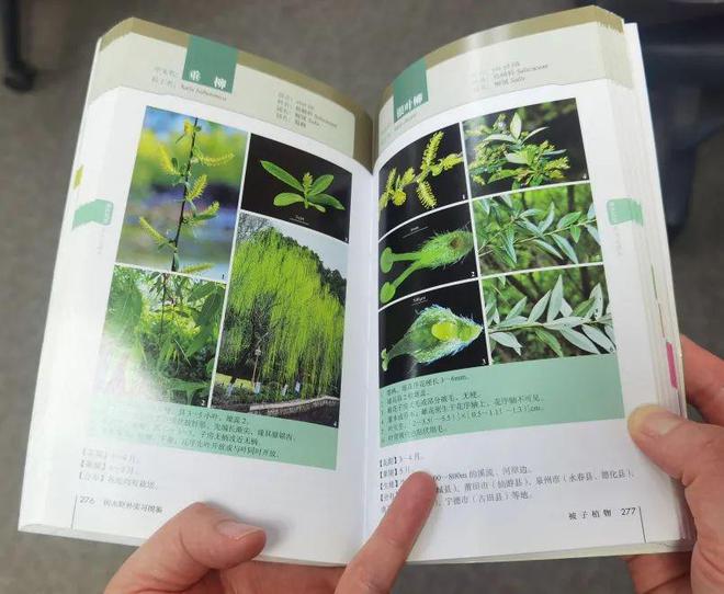 飞絮来袭你想知道的都在CQ9电子 CQ9传奇电子这了(图5)
